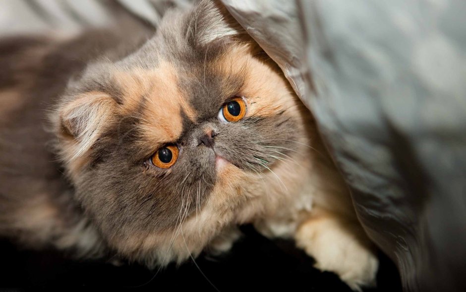 Персидская вислоухая кошка