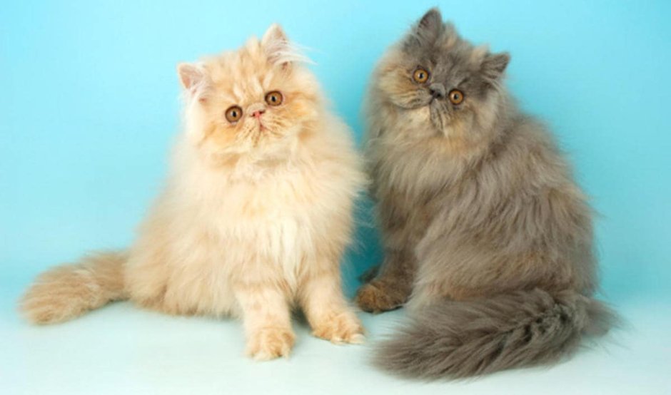Окрасы персидских кошек