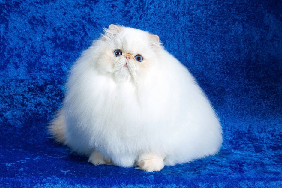 Гималайская экзотическая кошка