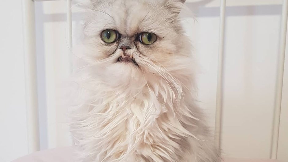 Персидская шиншилла кот Уилфред