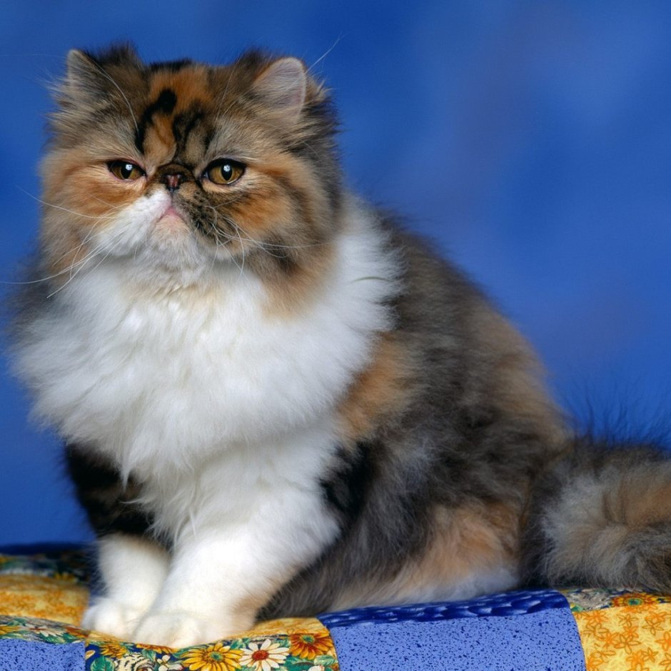 Персидская кошка