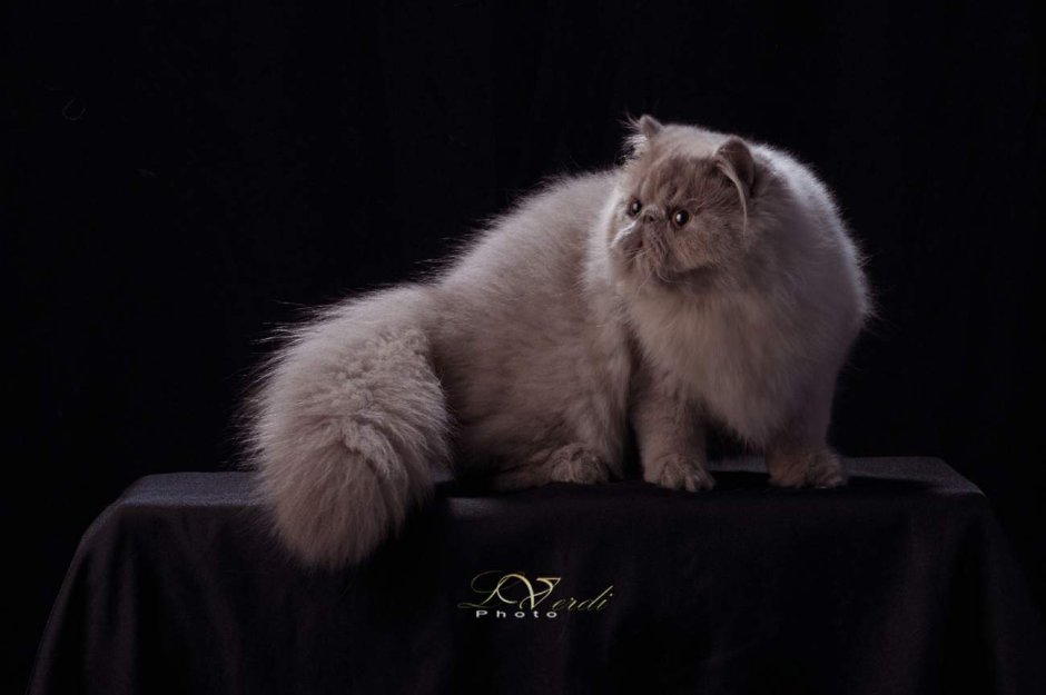 Солид персидский кот