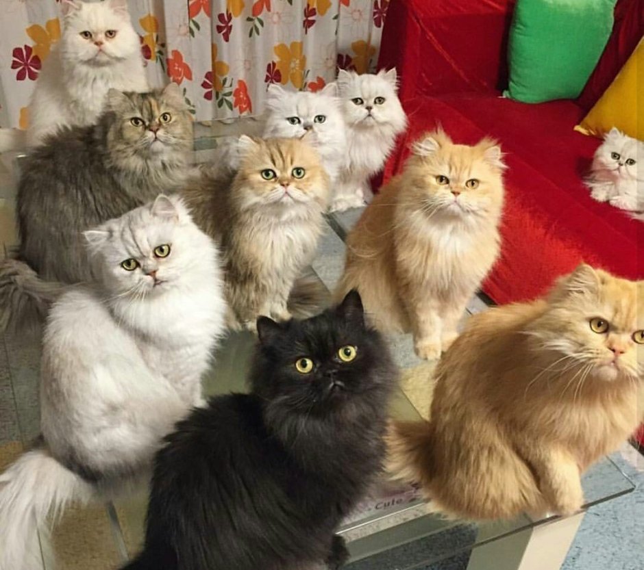 Много персидских кошек