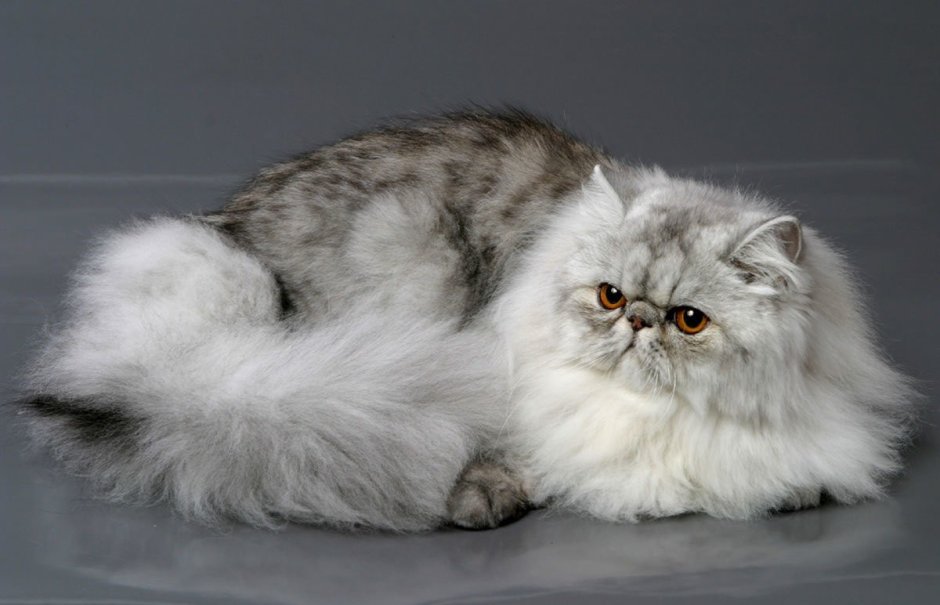 Персидская кошка