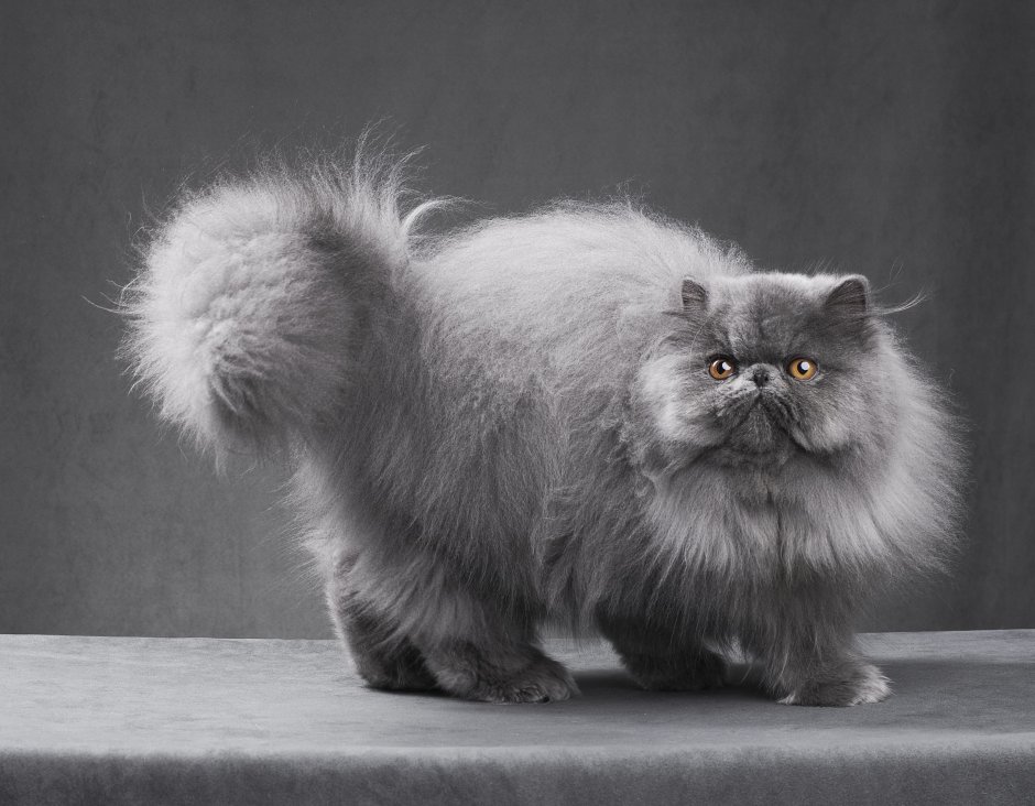 Персидская голубая кошка