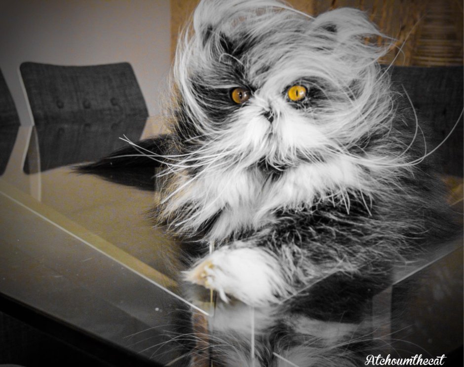 Необычные коты