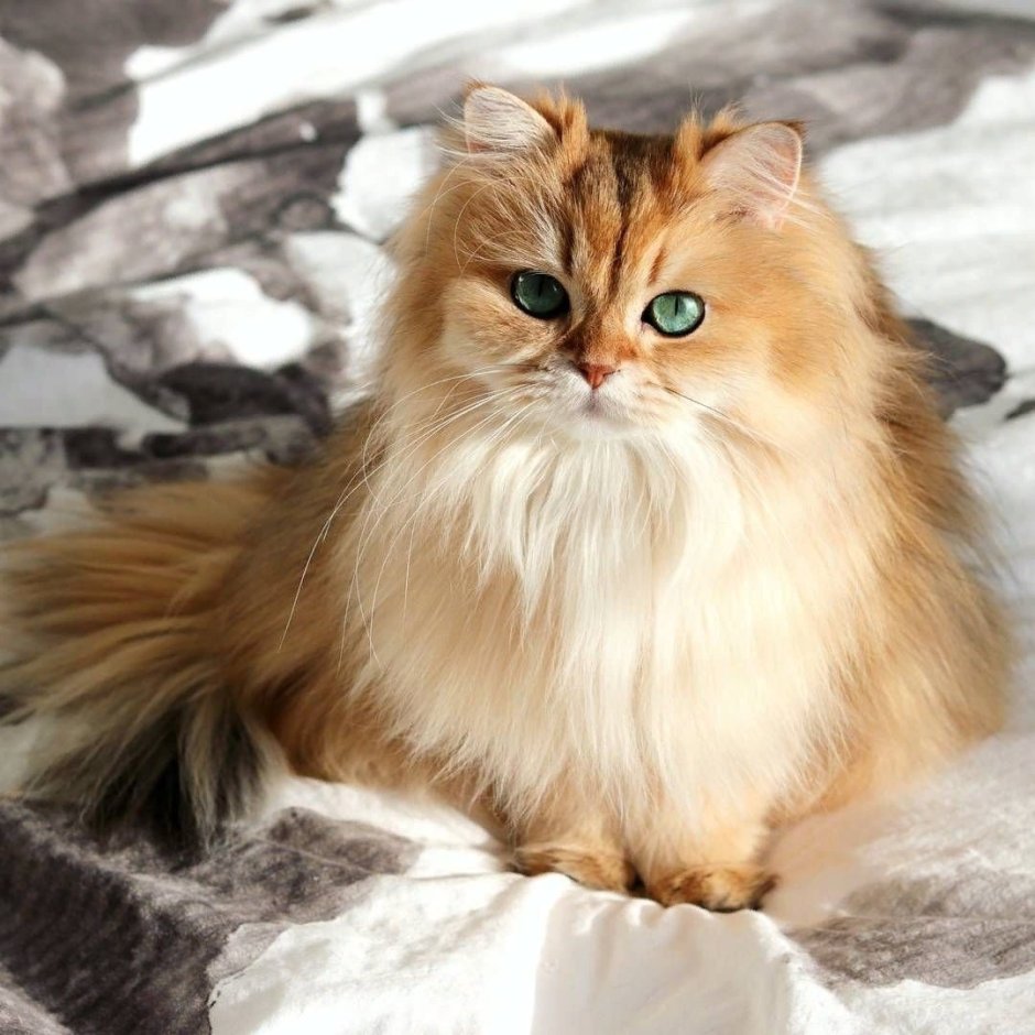 Британская длинношёрстная кошка шиншилла Золотая