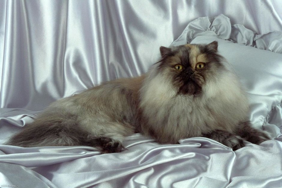 Персидский кот