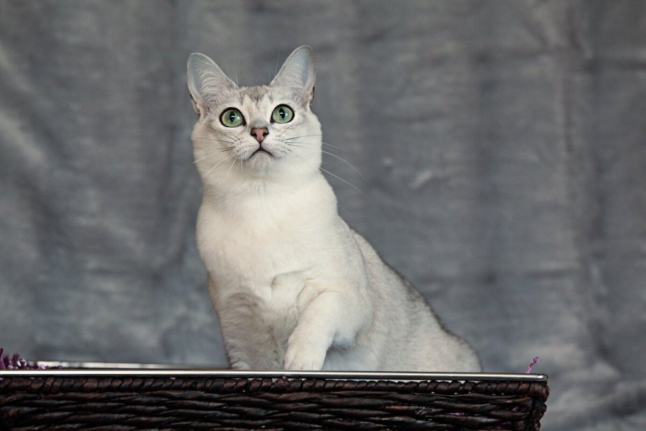 Burmilla Cat