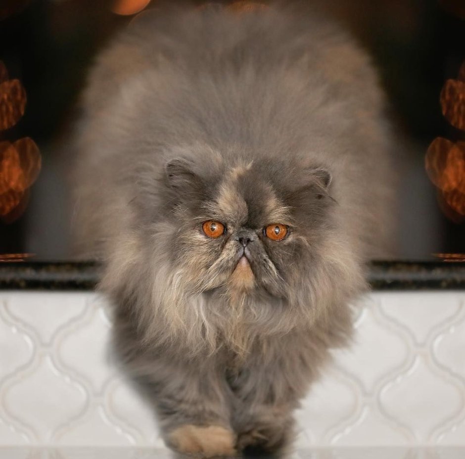 Персидская вислоухая кошка