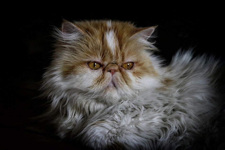 Сибирский персидский кот