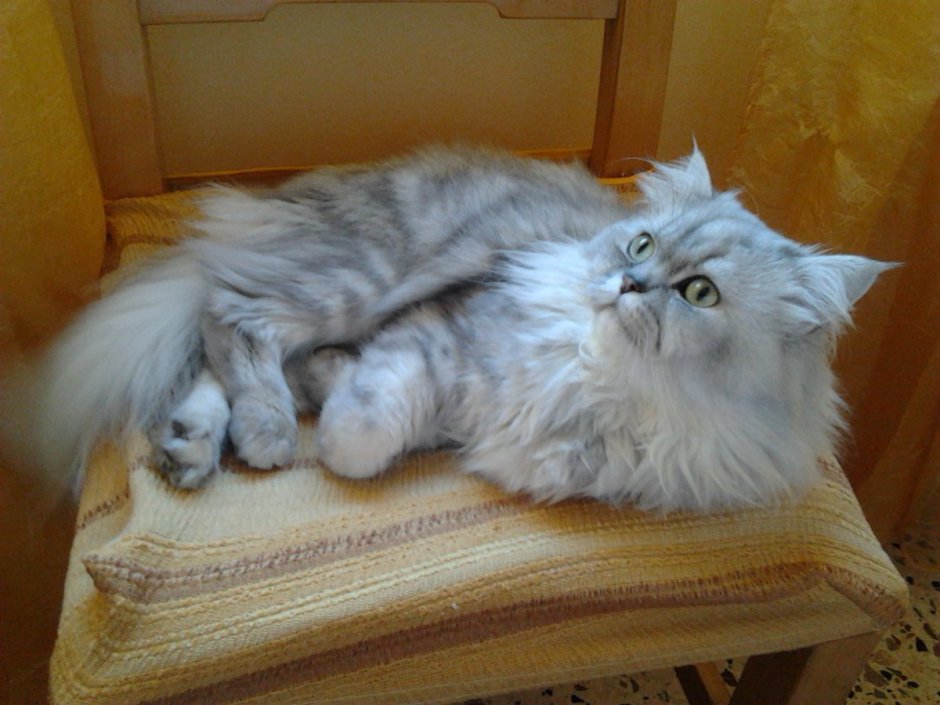 Персидская длинношерстная шиншилла