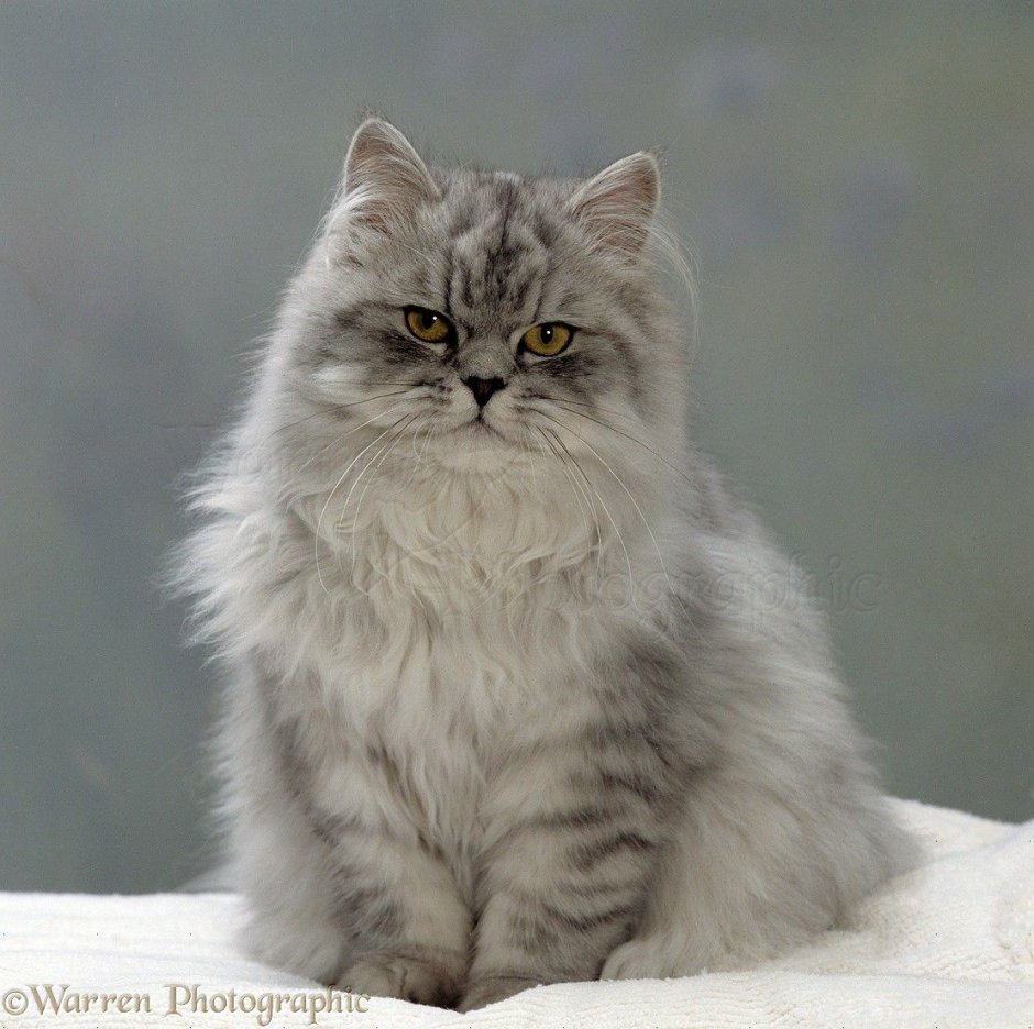 Персидская шиншилла