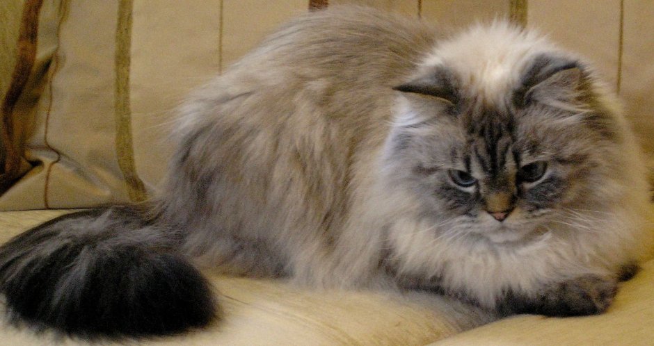 Персидская шиншилла кошка