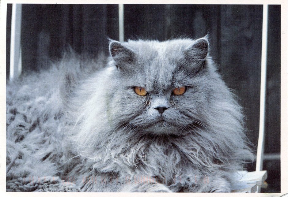Персидская голубая кошка