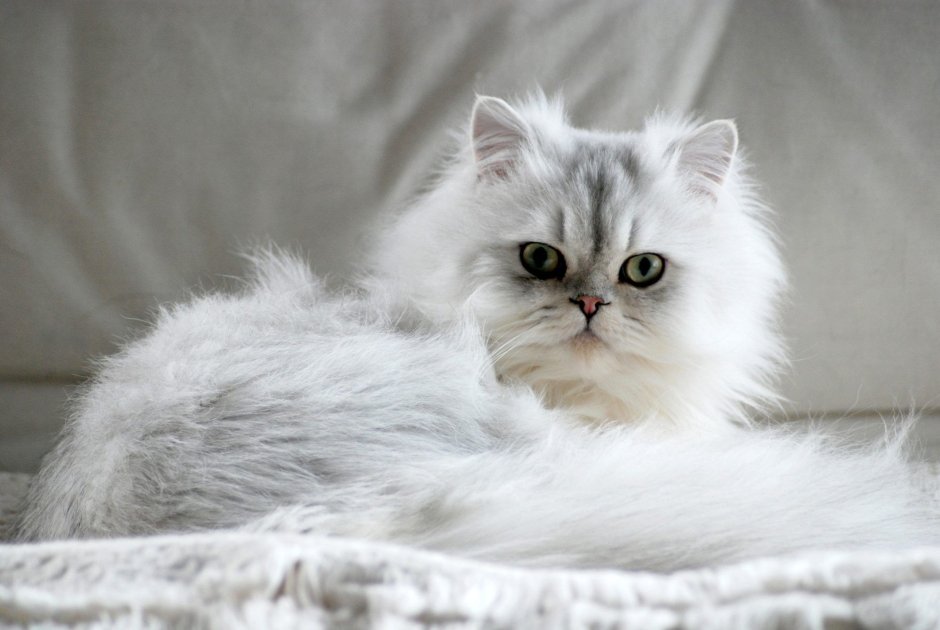 Персидская шиншилла