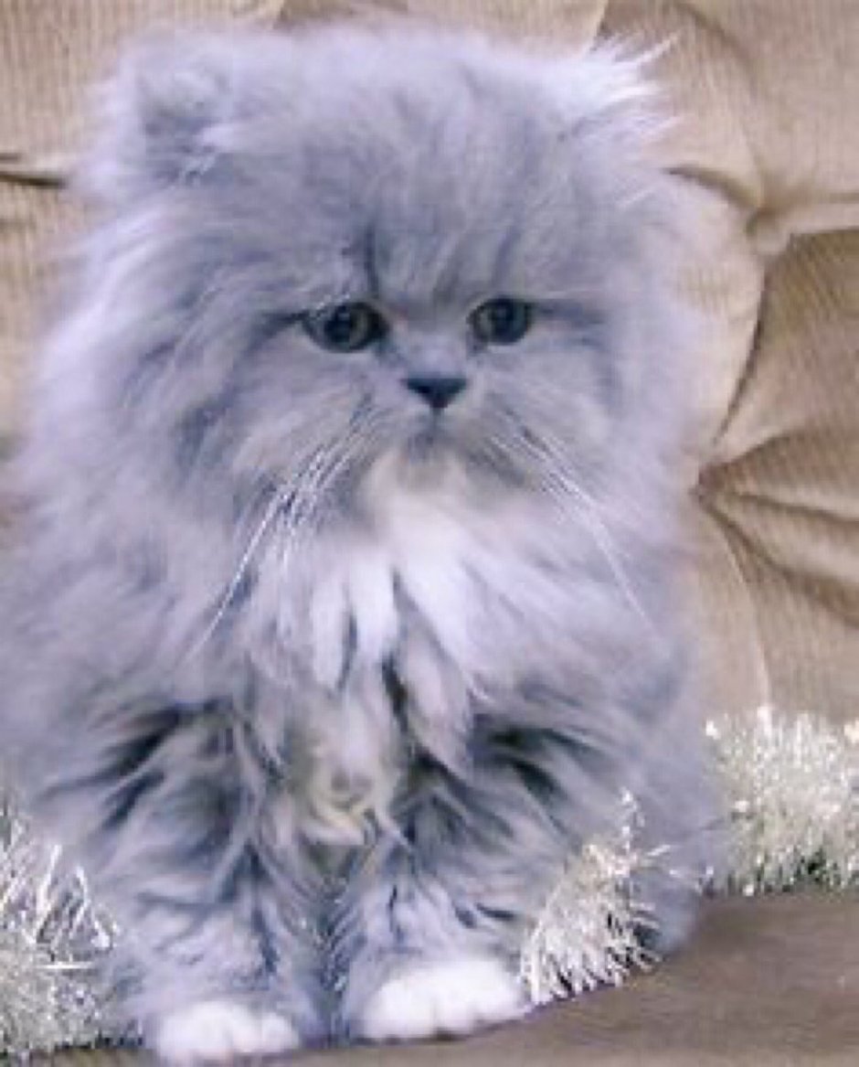 Полуперсидская кошка