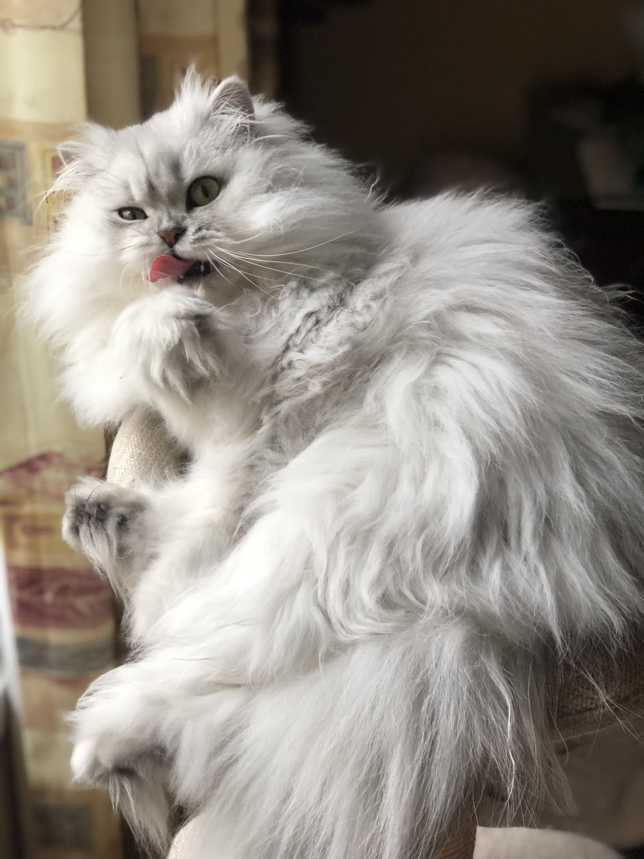 Персидская шиншилла