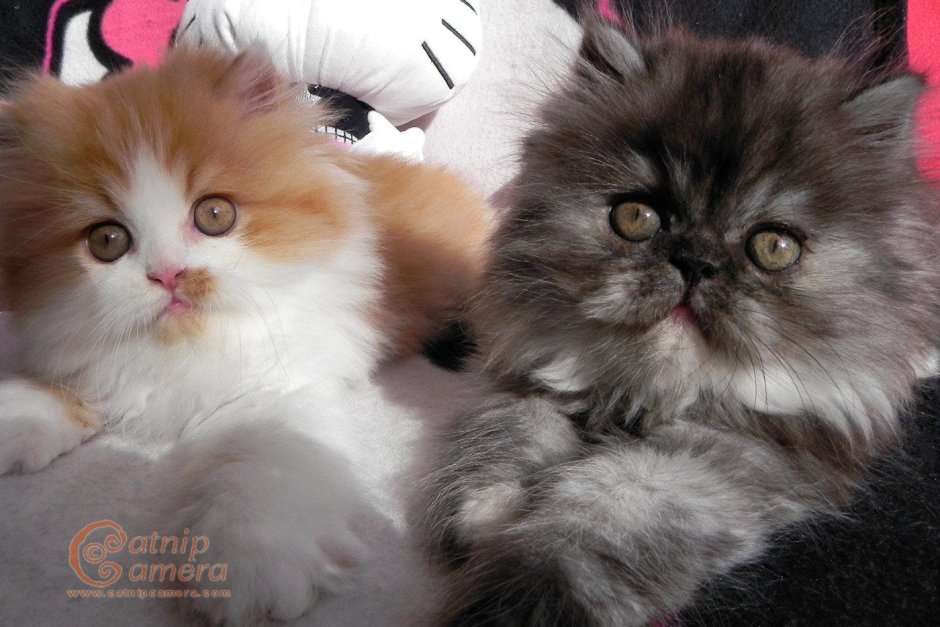 Персидский котенок 1 месяц