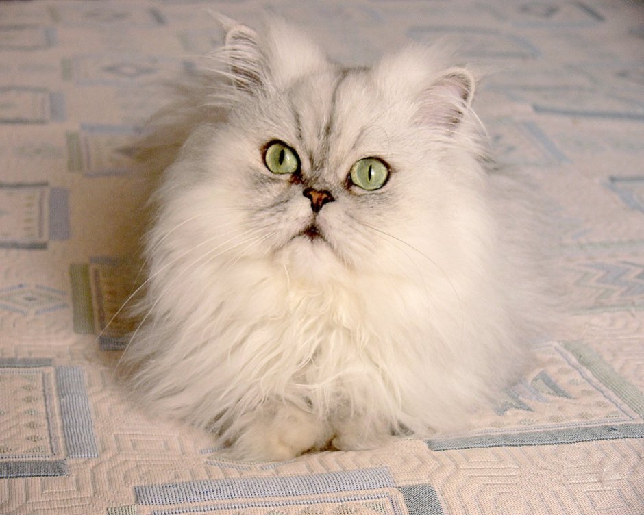 Полуперсидская шиншилла
