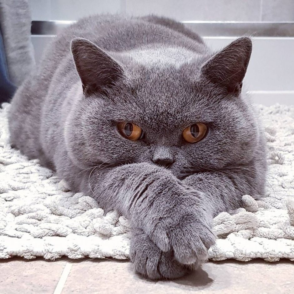 Британская кошка короткошерстная серая