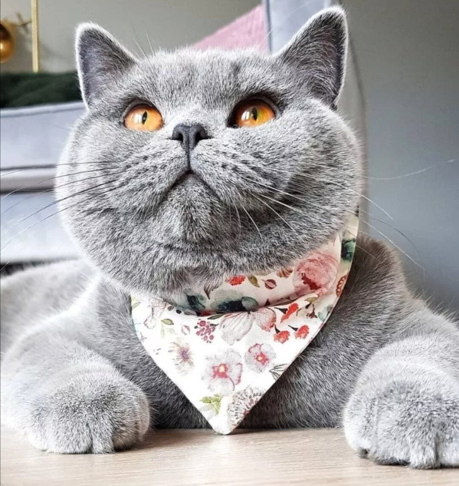 Британский короткошерстный кот толстый