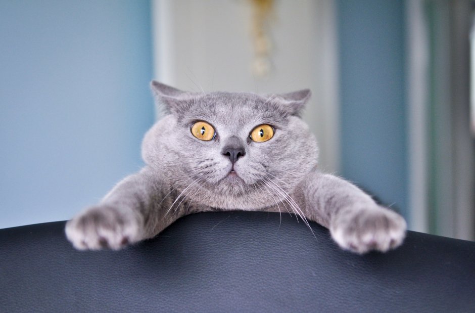 Смешной британский кот
