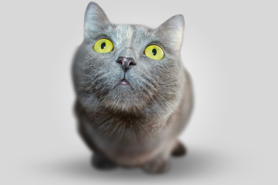 Смешной серый кот