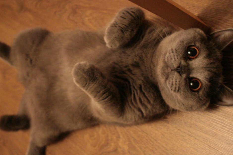 Смешные вислоухие коты