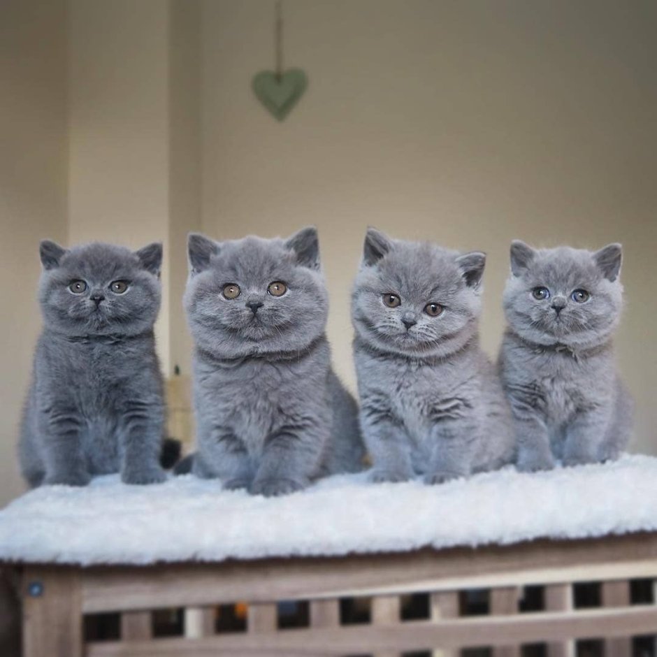 Британские котята смешные