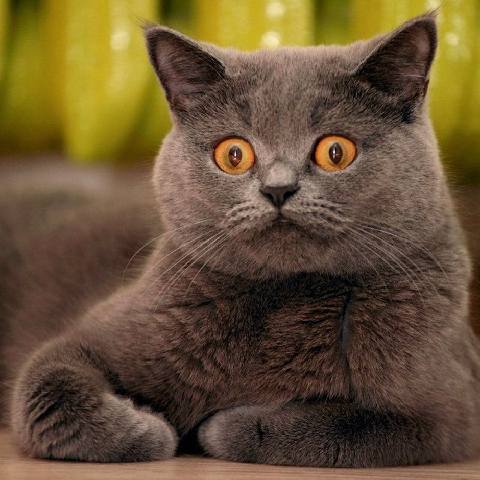 Удивленный британский кот