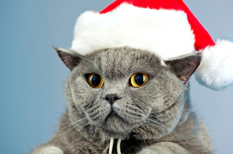 Новогодний котик
