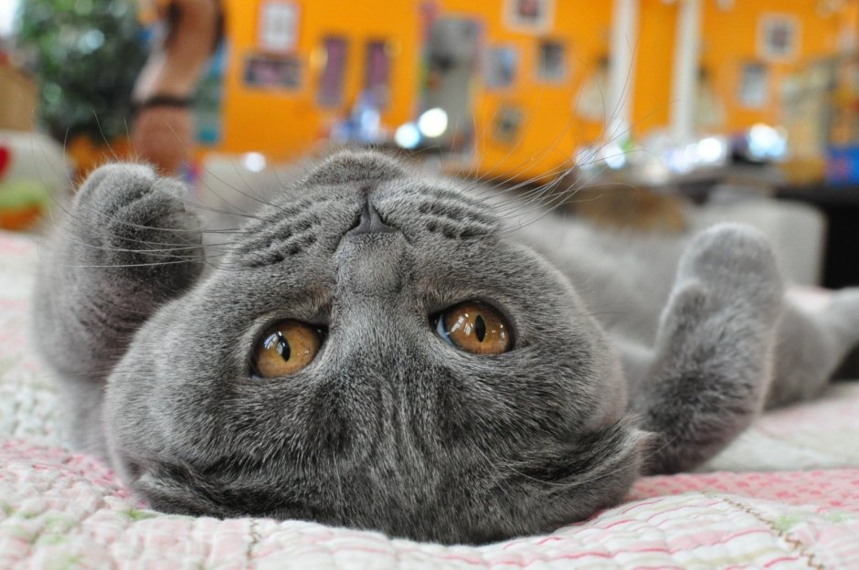 Шотландская вислоухая кошка морда