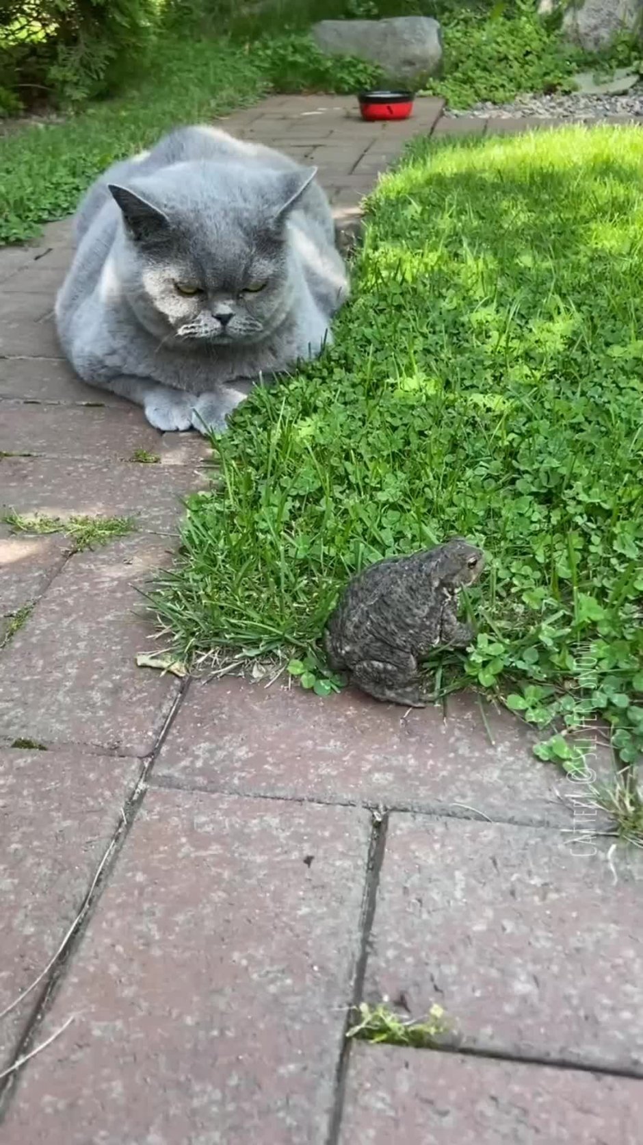 Британские котята смешные