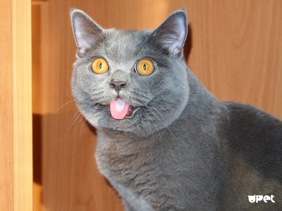 Кот британец смешной