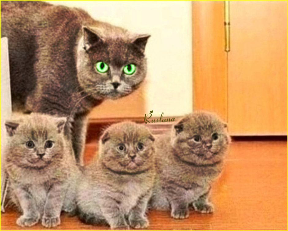 Британский вислоухий кот смешной