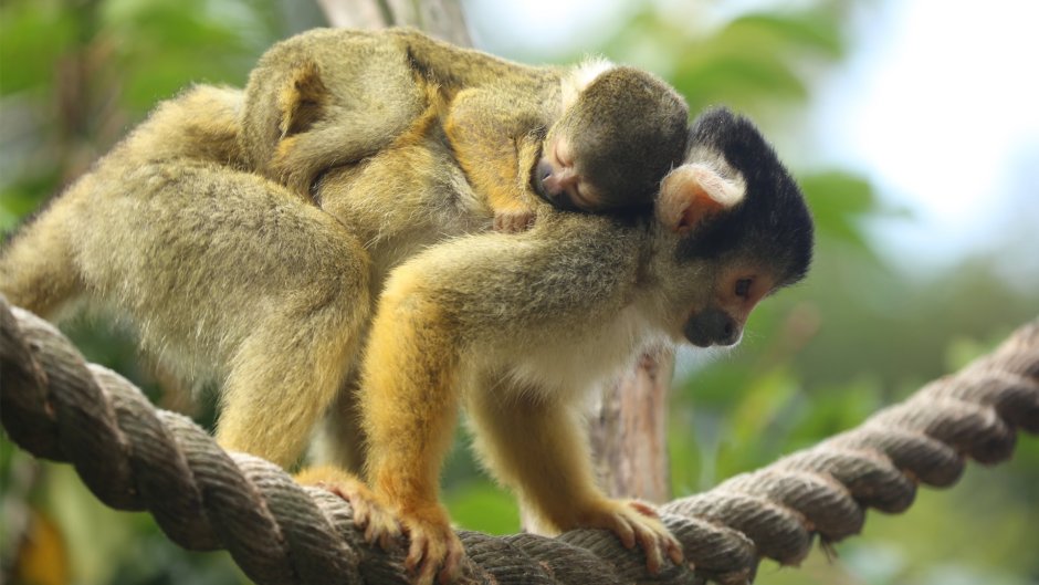 London Zoo обезьяны