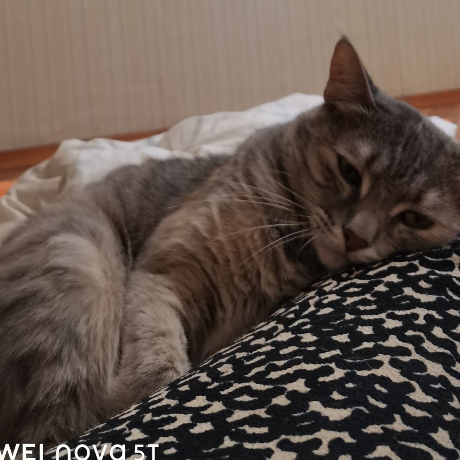 Котенок без фона