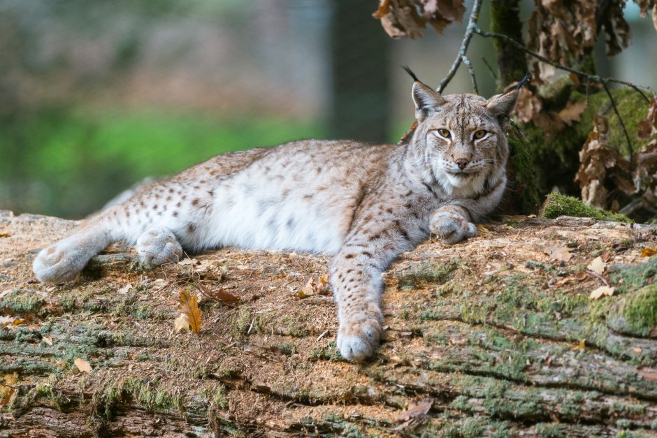 Рысь Felis Lynx l.