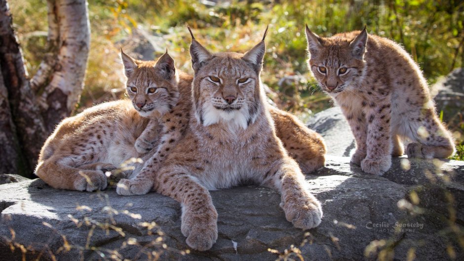 Рысь - Lynx Lynx (Linnaeus, 1758)