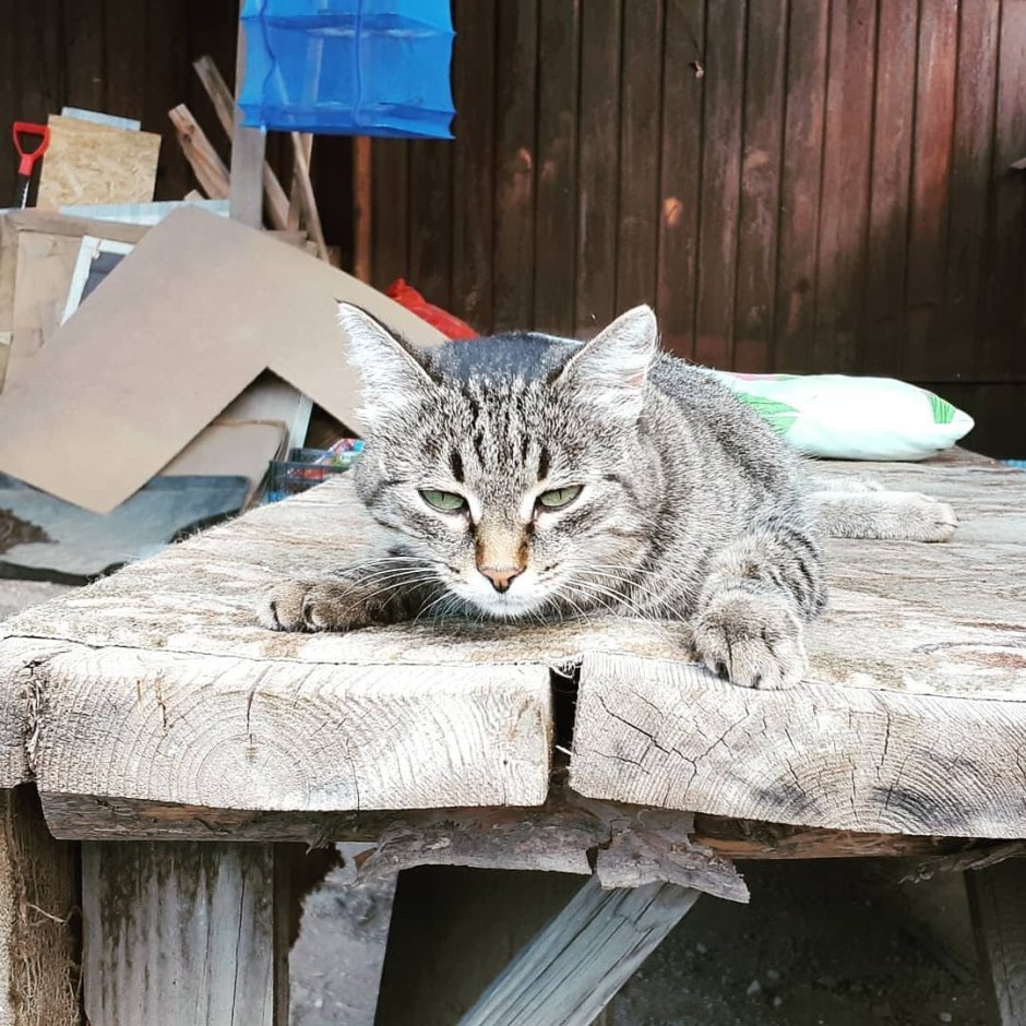 Кошка на башкирском коврике