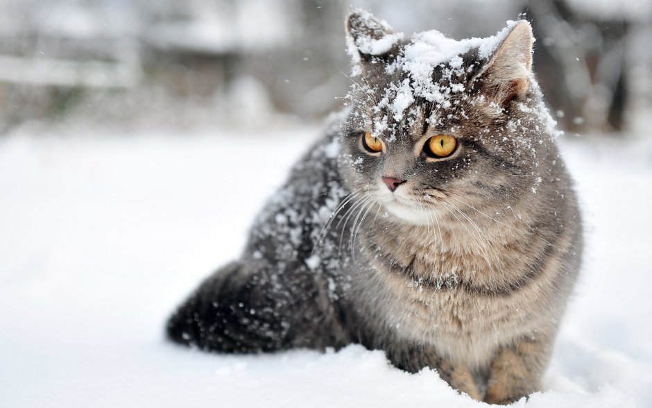 Котик в снегу