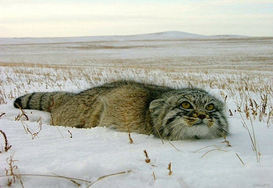 Степной кот Манул