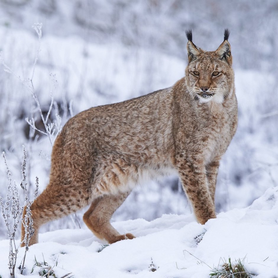 Рысь — Lynx Lynx