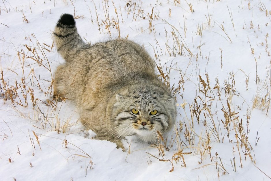 Кот Манул Забайкалье Даурский заповедник