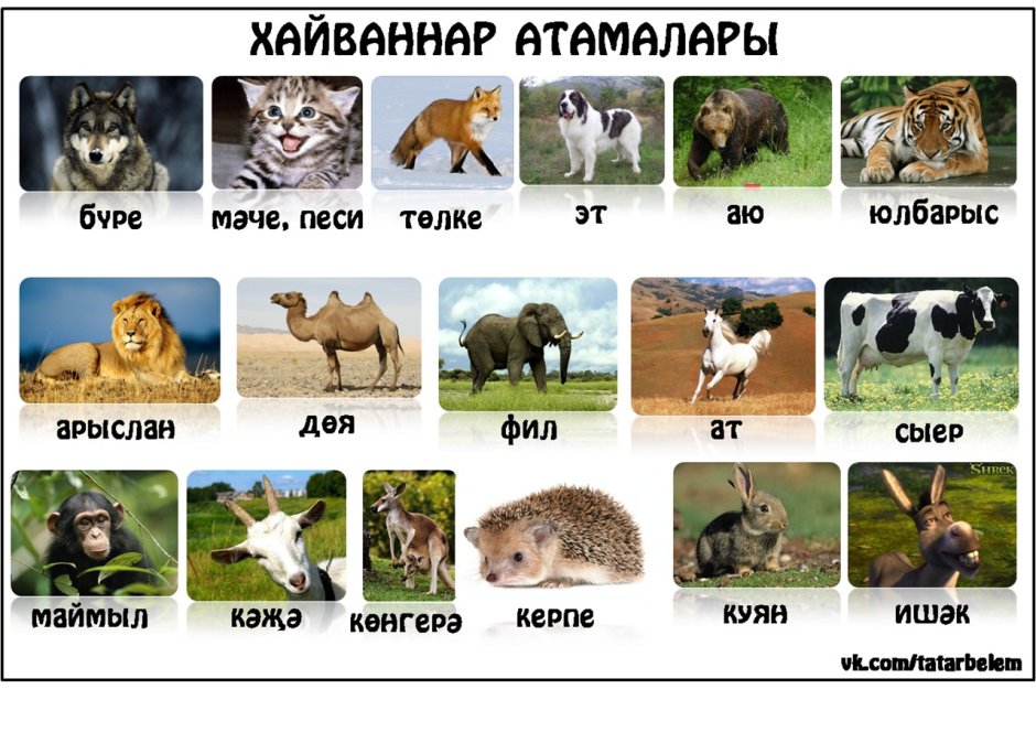 Животные по татарски