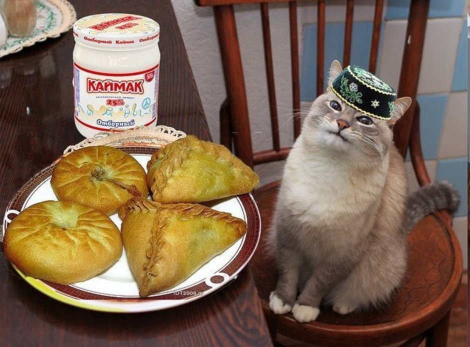 Кот в тюбетейке