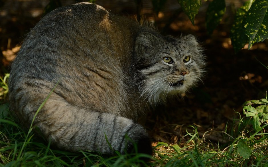 Манул (палласов кот)