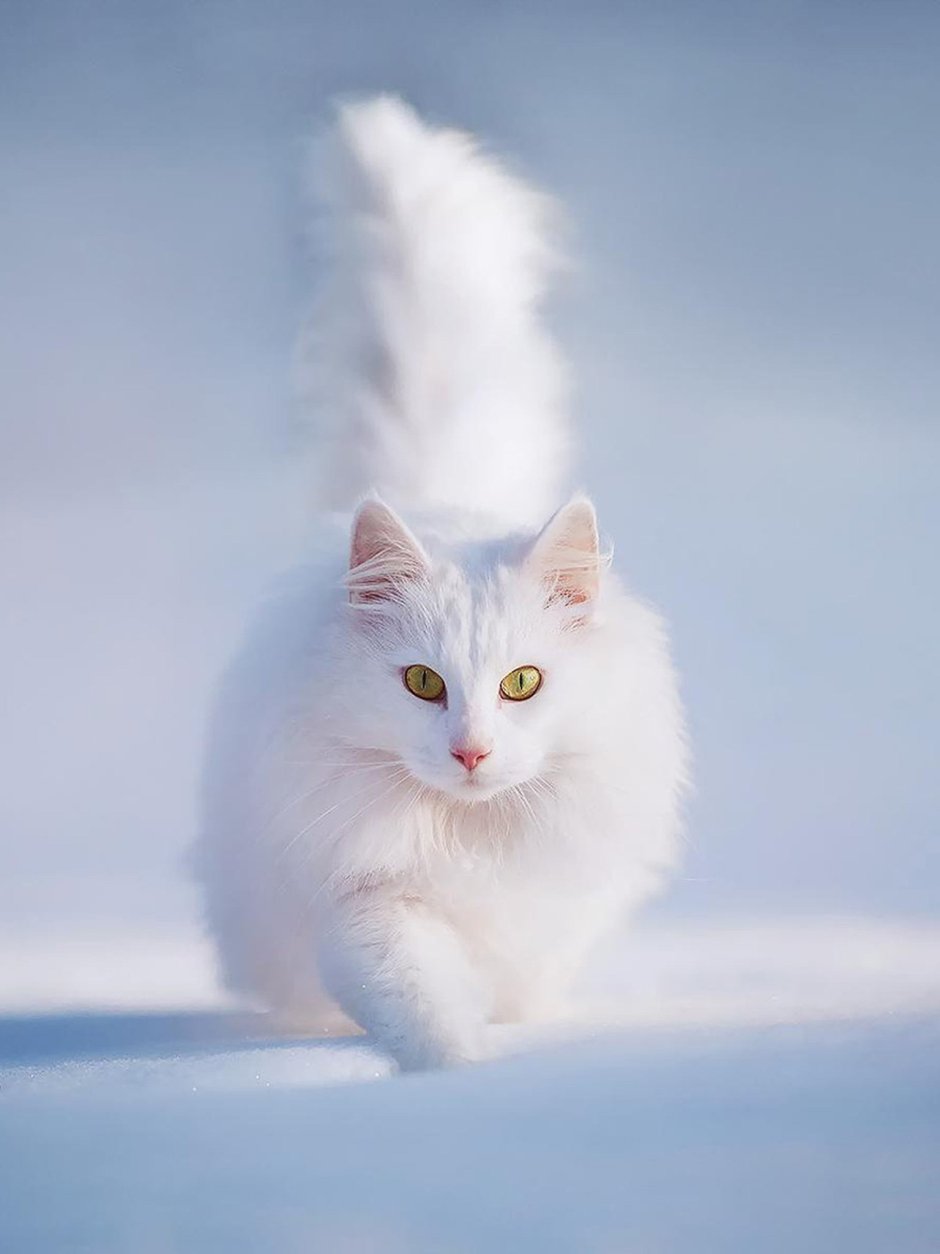 Белый котенок