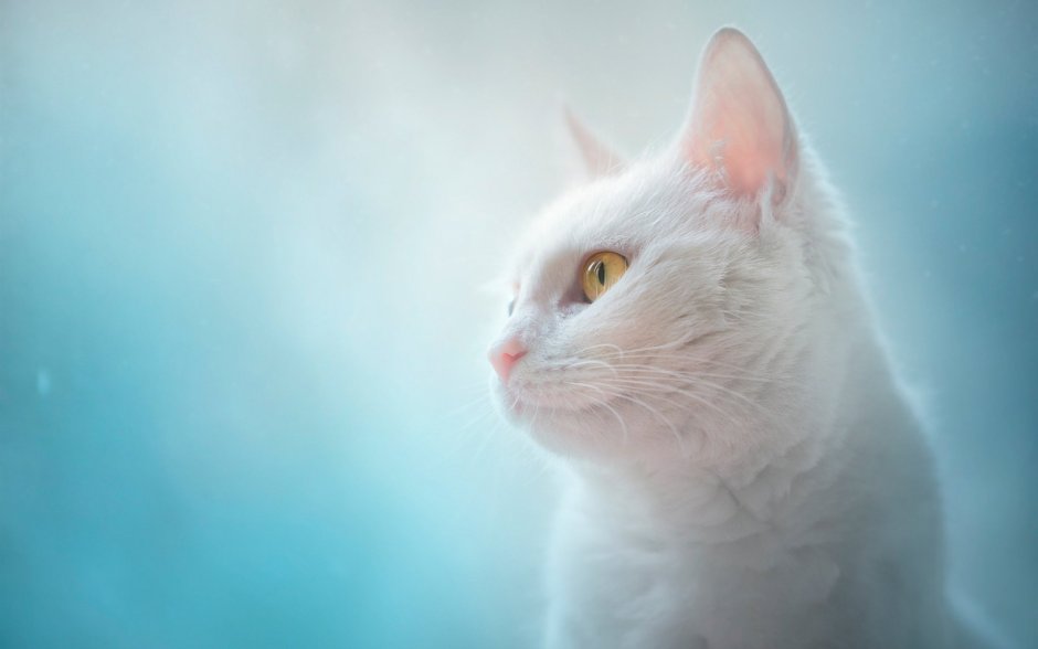 Белая кошка с янтарными глазами